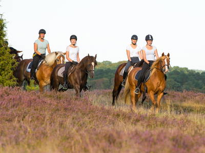 Bild 8 aus  Reiter- und Ferienhof Cohrs