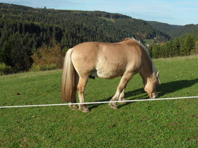 Pferd Ingo mit Blick ins Grümpeltal