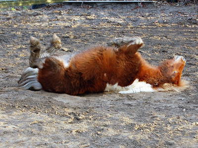 Bild 16 aus  Hof Schlossblick  " der etwas andere Bauernhof "