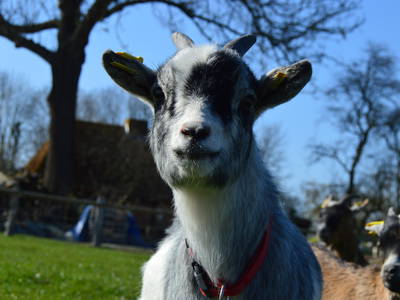 Bild 7 aus  Ostsee Ferienhof Kluvetasch