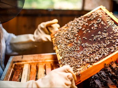 Bild 25 aus  Urlaub am Schoffahanslof im Bayerischen Wald: Natur, Abenteuer & Erholung für die ganze Familie“