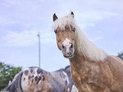 Bild 8 aus  LandSelection Schwarzfelder Hof