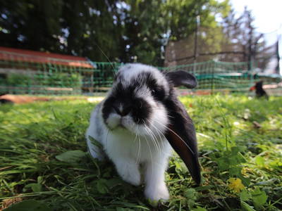 Bild 19 aus  Herbstbauernhof