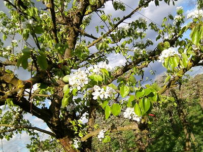 Bild 32 aus  Bio-Obstgut Oberhof