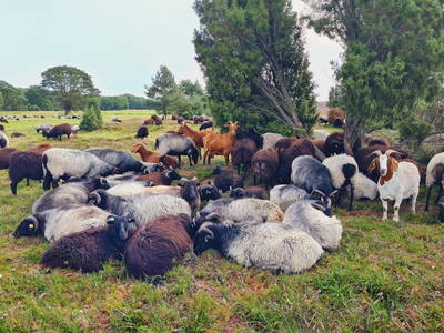 Bild 7 aus  Hof Bockelmann