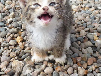 Bild 10 aus  Houdam Farm