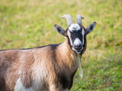 Bild 30 aus  Ferienhof Egger