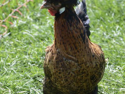 Bild 45 aus  Weidererhof