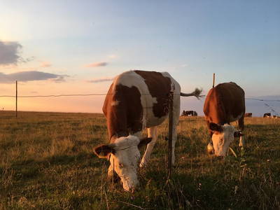 Kuhherde im Abendlicht