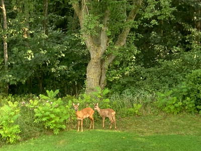 Bild 10 aus  Ostsee Lodge Lippingau