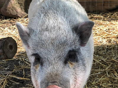 Bild 43 aus  Ferienhof Rauert