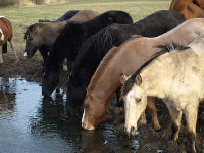 Bild 5 aus  FerienGut Dalwitz     www.feriengutdalwitz.de