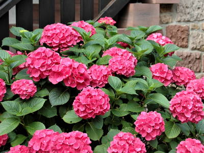 Bild 12 aus  GAST.HAUS.PORZELT