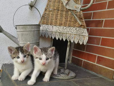 Bild 4 aus  Ferienhof Ritter im Harz