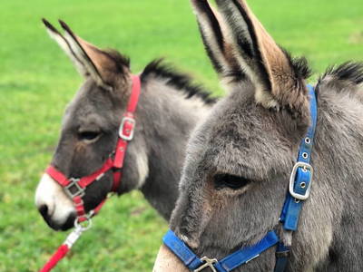 Bild 32 aus  Kempfenhof