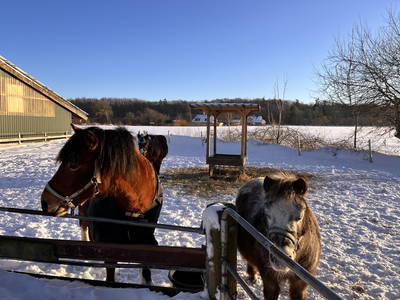 Bild 60 aus  Ferienhof Sell Bauernhofurlaub Ostsee Ponys