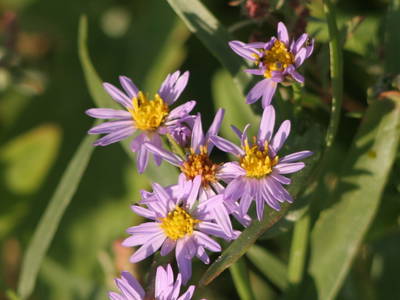 Bild 29 aus  Springbakgaard