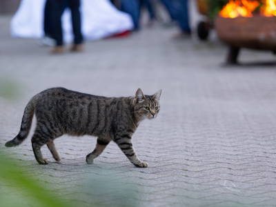 Bild 24 aus  Familienhof Brüning