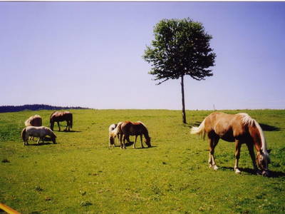 Bild 16 aus  Ferienwohnung Wenzl