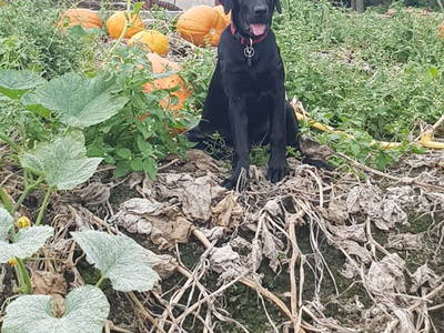 Bild 10 aus  Hof Vorwerk Familie Böye