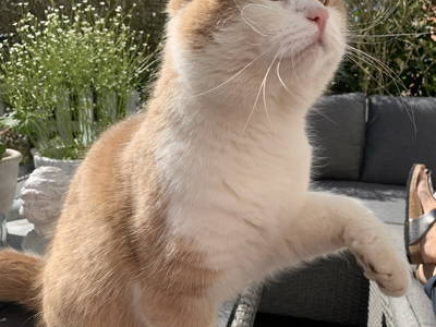 Bild 25 aus  Nübbelhof