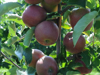Apfel kurz vor der Ernte