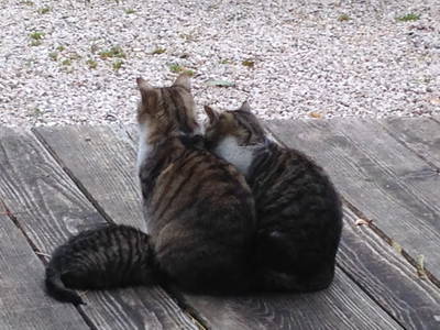 Bild 12 aus  Ferienwohnungen Beim Danner