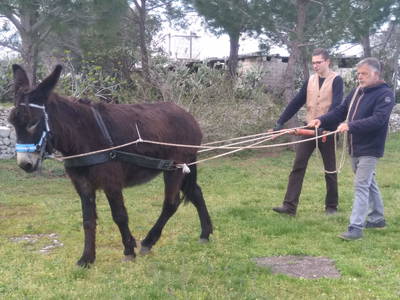 Bild 43 aus  Urlaub auf dem Lande zwischen den zwei Meeren - Apulien - Salento