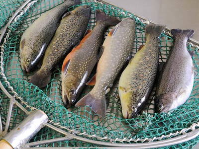 Bild 16 aus  Ferienhof  Schmidtner