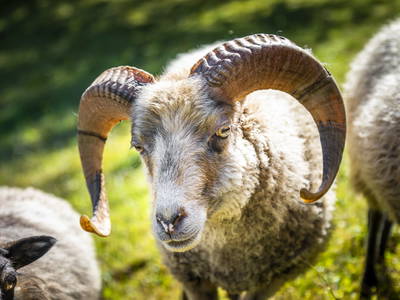 Bild 13 aus  Vordersattlegghof