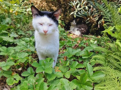 Bild 60 aus  Langenhof im Schwarzwald bei Oppenau