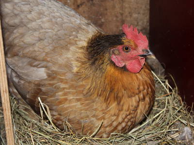 Bild 21 aus  "Schneiderhof"