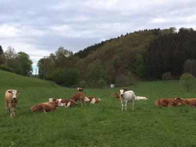 Bild 17 aus  Hof Hagdorn