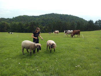 Bild 11 aus  Familienbauernhof Faß