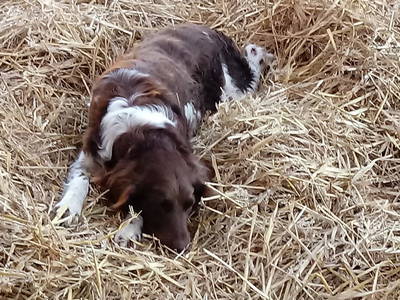 Bild 8 aus  Eschenhof