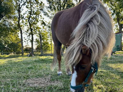 Bild 19 aus  Der Wilhelminenhof