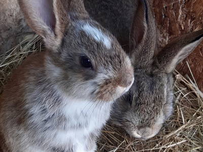 Bild 19 aus  Tommis Landhof