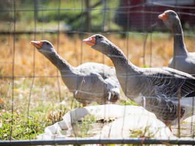 Bild 9 aus  Mellenhof / Landurlaub