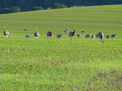 Bild 6 aus  ÜbermSee