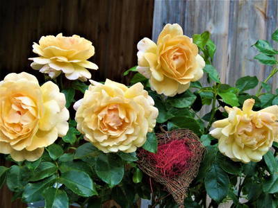 Bild 15 aus  „Hernis-Höfle“ Wohlfühlambiente im Elztal  5⭐️Sterneferien.