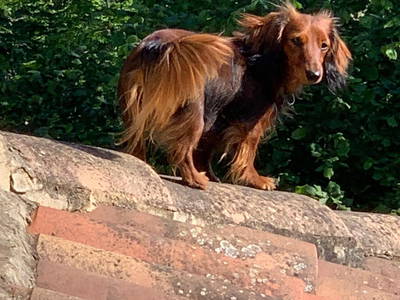 Der kleine Wachhund Layla