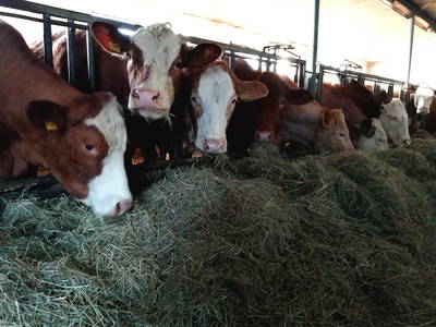 Bild 24 aus  Ferienhaus Schilz