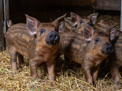 Schweine am Jörgnerhof - Stelza Nature Chalet