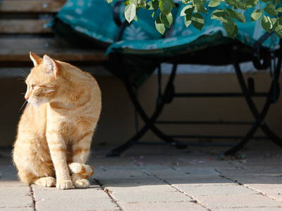 Bild 12 aus  Gmeinder's Landhaus