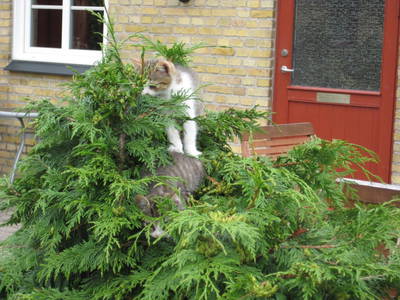 Bild 6 aus  Folehavegaard