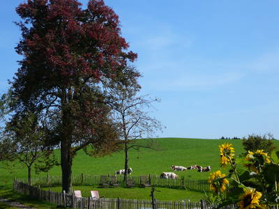Bild 8 aus  Seimehof - Ihre Wohlfühloase am Chiemsee mit Herzlichkeit und Naturgenuss