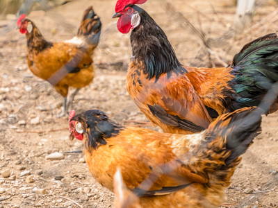 Vorwerk Hahn mit seinen Mädels