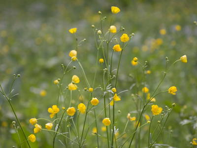 Bild 56 aus  LandSelection Gutshof Käppeler