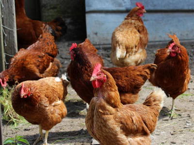 Bild 29 aus  Ferienbauernhof Voß