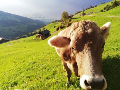 Neben der Wohnung befindet sich ein Bauernhof mit Kühen und Pferden